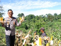 Kapolres Kaimana Pimpin Panen Raya Jagung, Optimalkan Lahan Produktif untuk Masyarakat