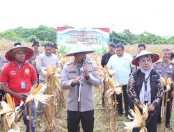 Dari Lahan Soribo untuk Ketahanan Pangan, Polda Papua Barat Gelar Panen Raya Jagung