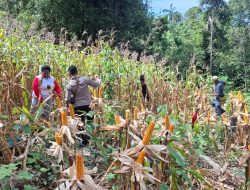 Panen Jagung Hibrida Wurkendik Jadi Bukti Pendampingan Polri Berbuah Hasil